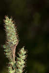 Buxbaum's sedge